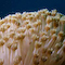 Sponge